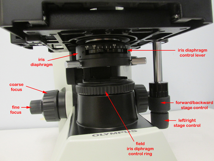 biol-230-lab-manual-microscope